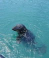 Seal in Newquay Harbour